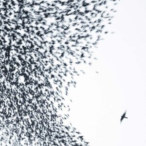 <span class="hide-the-artist">Wilco<br></span>Sky Blue Sky
