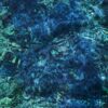 <span class="hide-the-artist">Ichiko Aoba<br></span>Luminescent Creatures