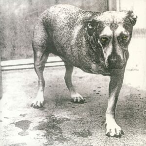 <span class="hide-the-artist">Alice In Chains<br></span>Alice In Chains