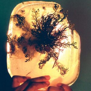<span class="hide-the-artist">L'Rain<br></span>Fata Morgana