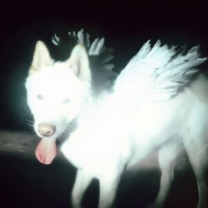 <span class="hide-the-artist">Fat Dog<br></span>Cancel Me (I'm Tired)